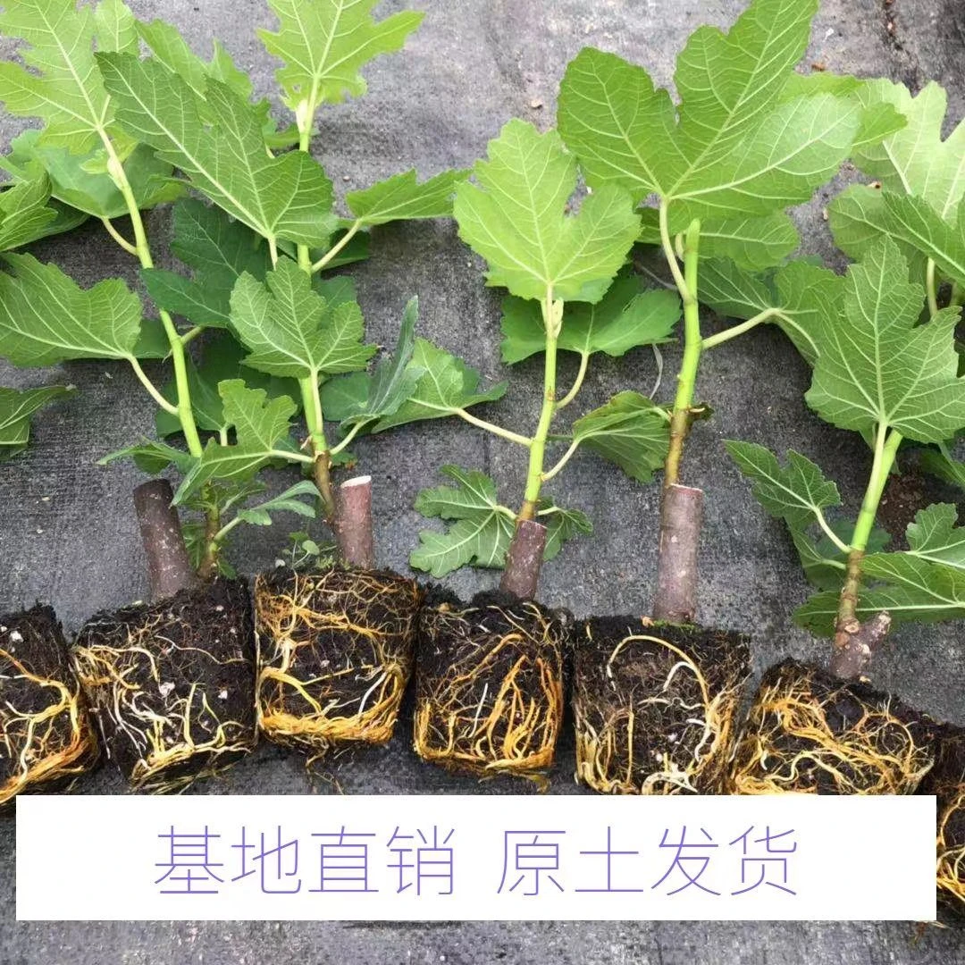 波姬红大果带土带叶矮化适合南北种植盆地栽当年结果无花果树苗