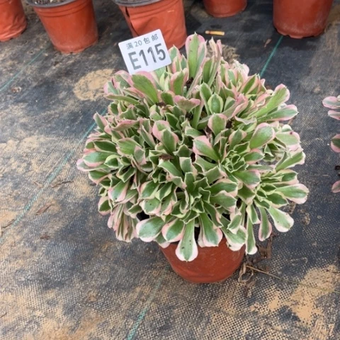 115雨花石不包断枝