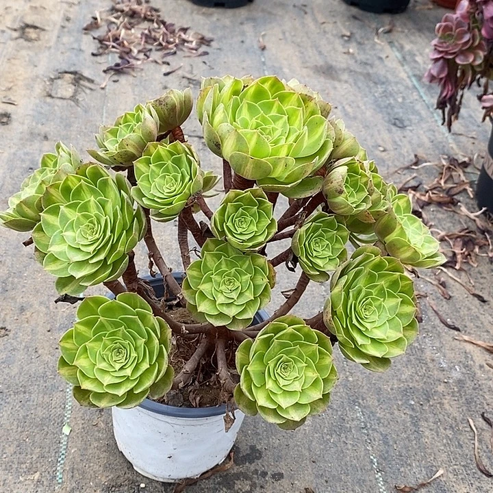 倾城中斑多肉植物085