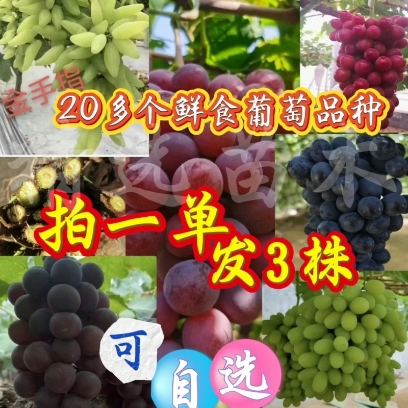 混搭鲜食葡萄品种 拍1发3 包对版 随意搭配  欢迎进店