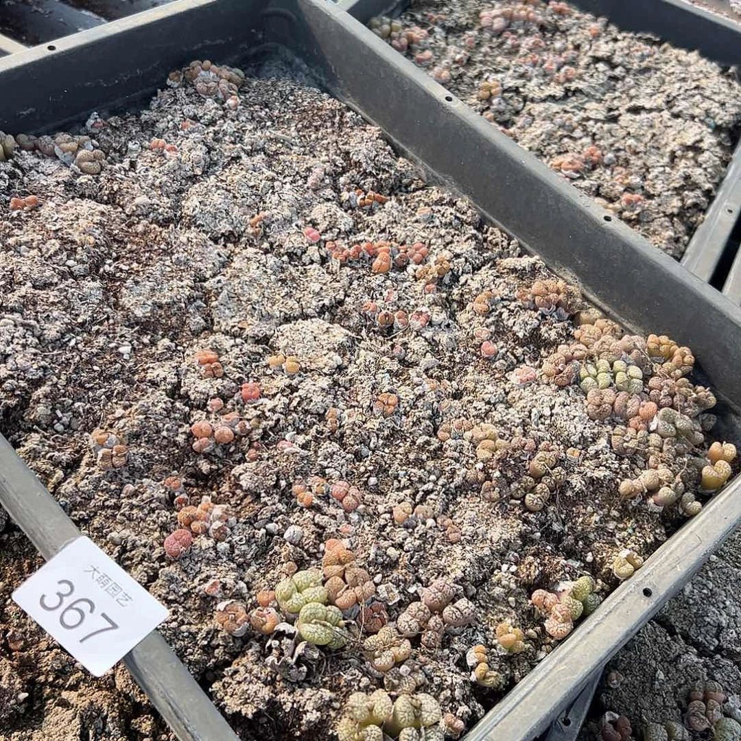 清框脱土发默认有瑕的367