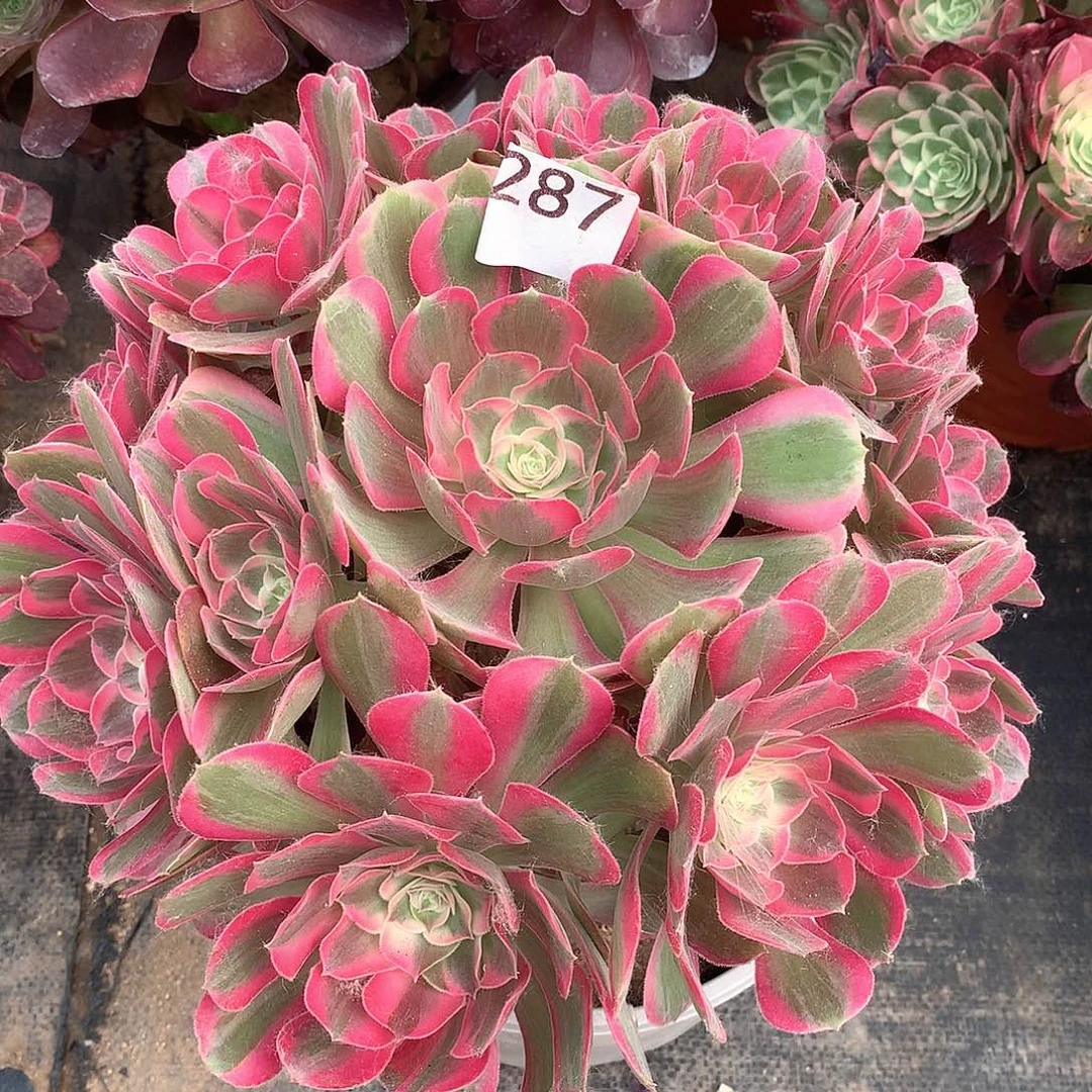 287.男神多肉植物