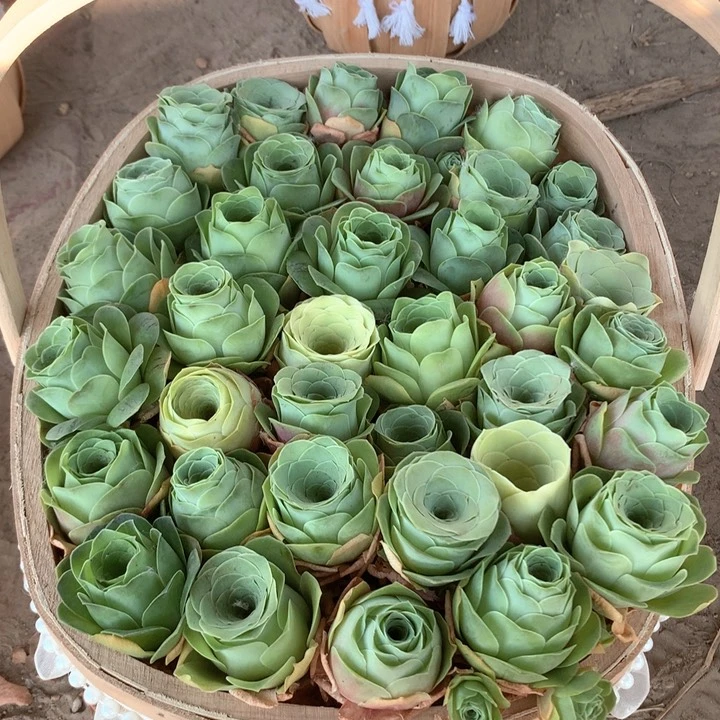 混播玫瑰40个带鸡蛋篮