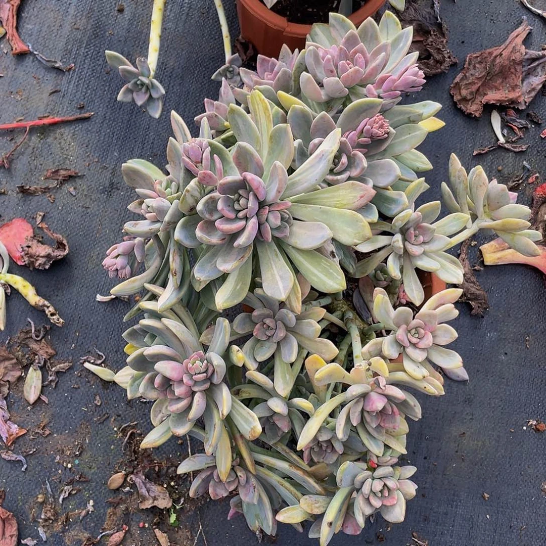 冬美人锦39.8多肉老桩