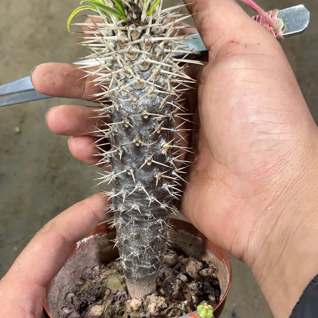 霸王树单头发货有根发货