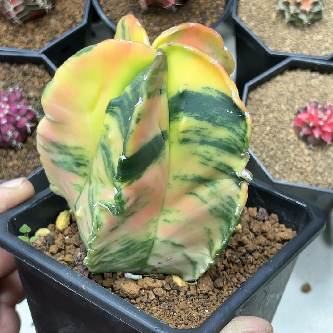 秋**痕实生根系，核桃鸾锦