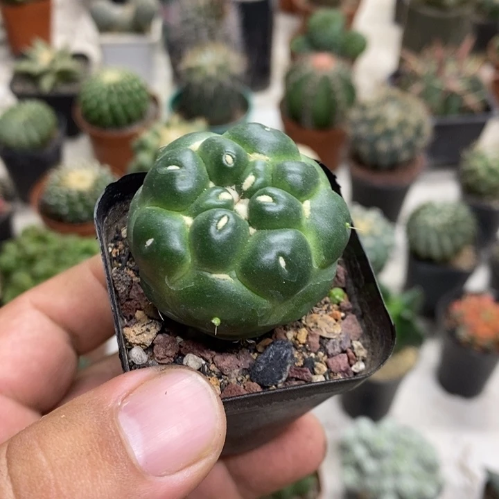 无刺象牙特价福利