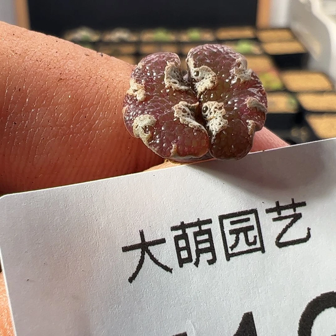 心***蕾一物一拍。      716