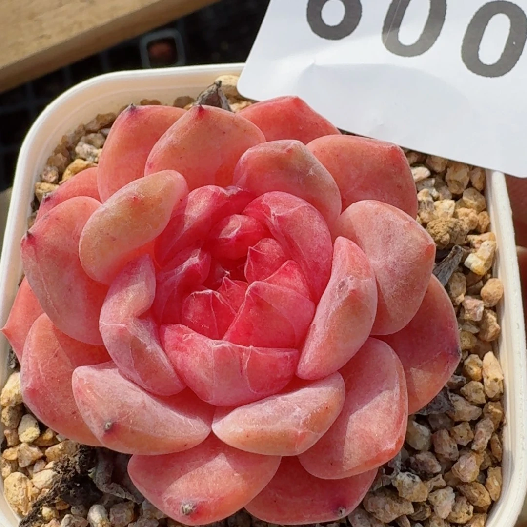 伊丽莎白         精品多肉