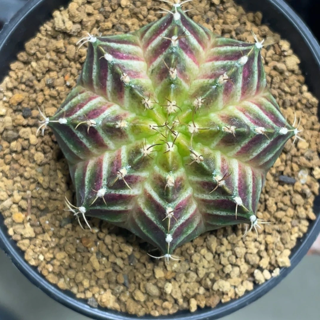 当前无花朵，栽培后可花朵橘紫黄轮回