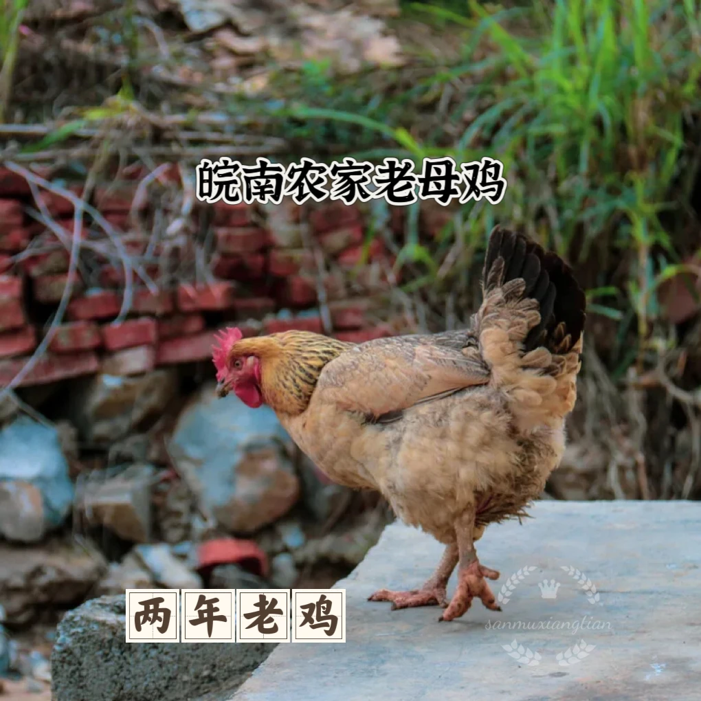 [皖南农家老母鸡]皖南农家自养老母鸡土鸡两年老鸡现杀整只≥2.5斤鸡肉同城配