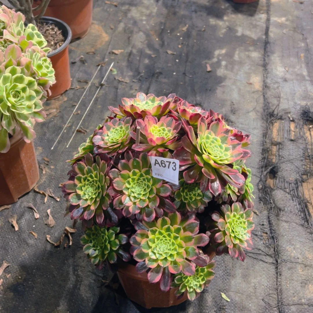 用****9673朝霞法师，多肉植物