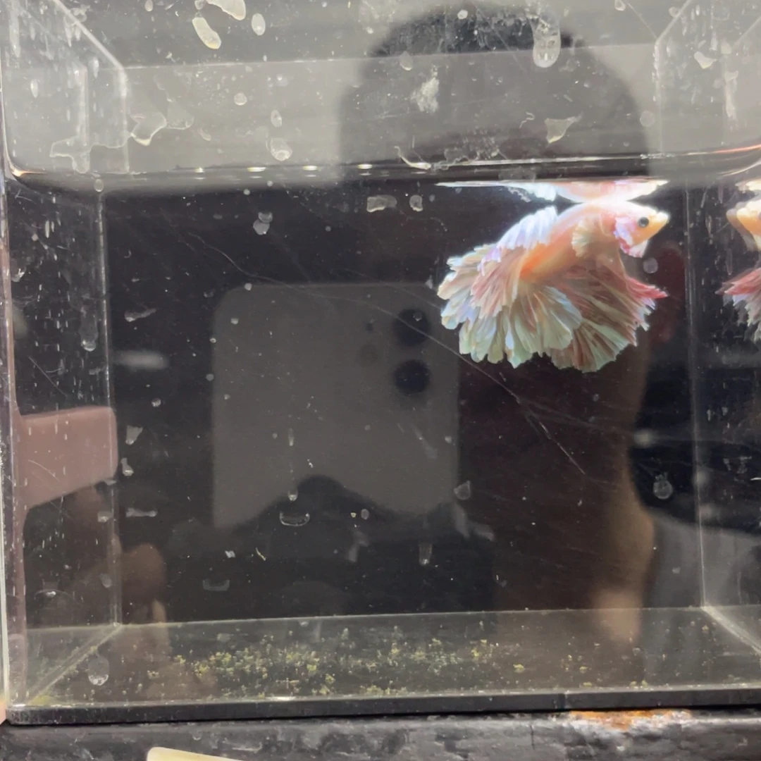 海水鱼哈哈试试试试452