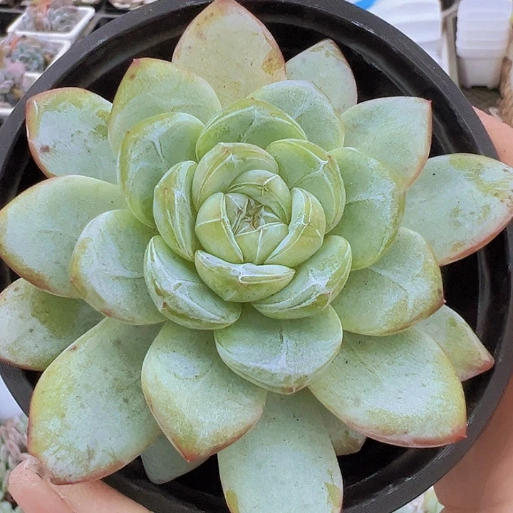 大星星珍妮19包邮多肉