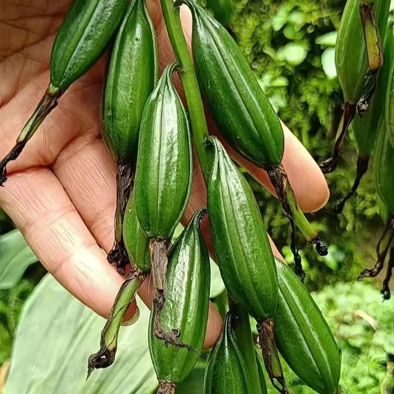 山芋头新鲜毛茨菇毛慈姑（毛慈菇）果荚+伴生菌+全套种植技术