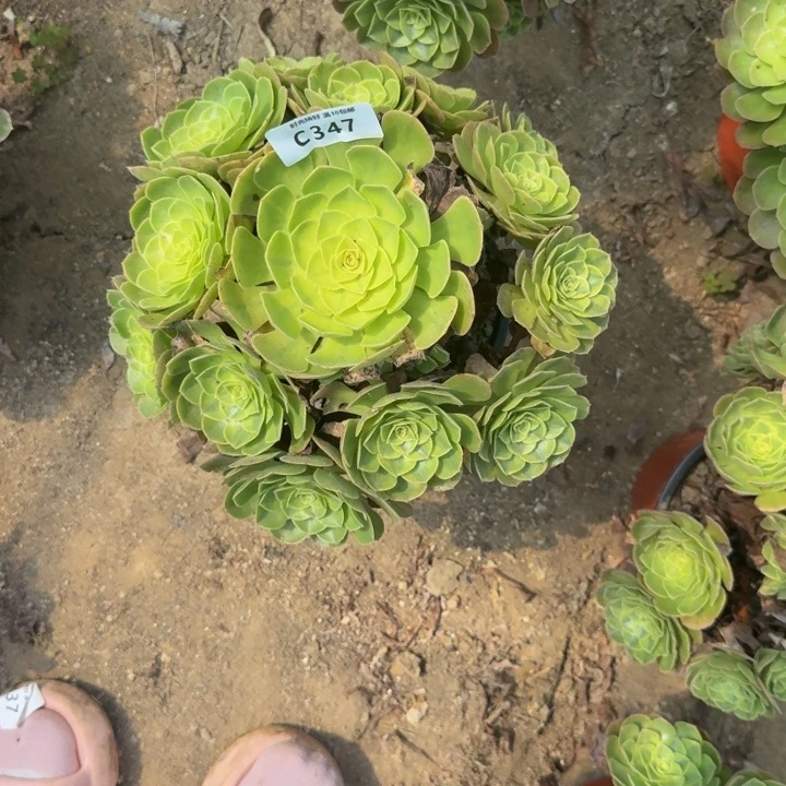 347雨荷。多肉植物