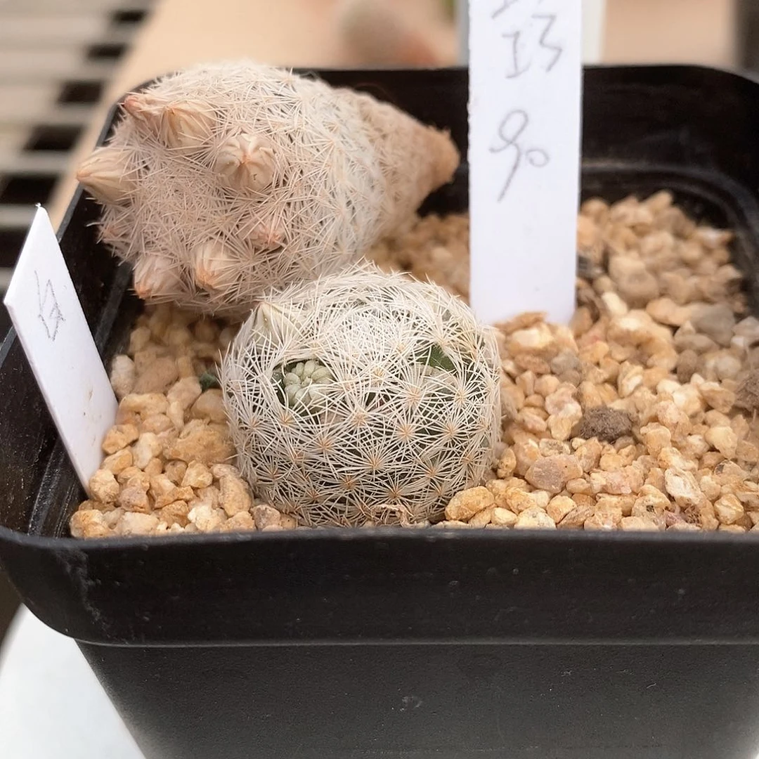 ****花花花花花花花花