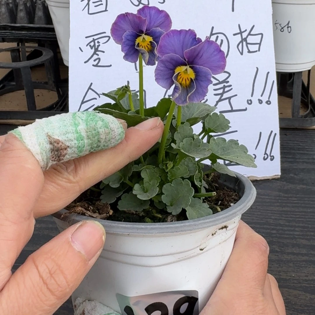 全部花朵139号青金石