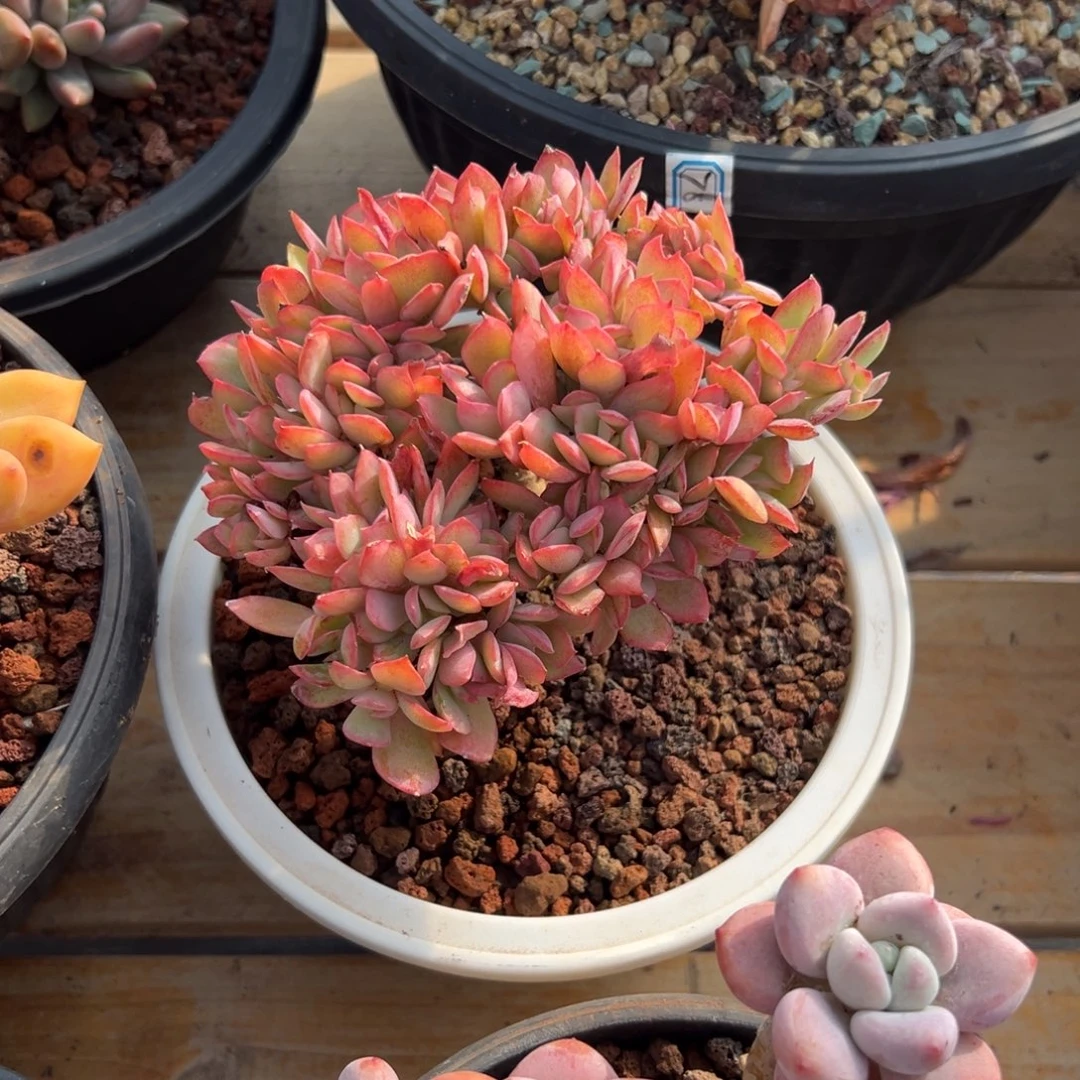 多肉植物绮罗仙子缀