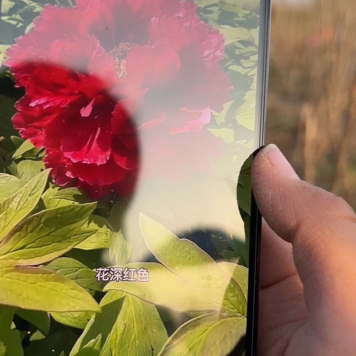 青***梅完全开放芳纪大颗