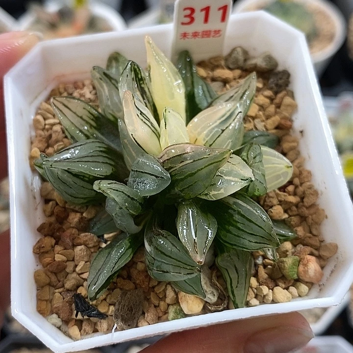 311西瓜寿锦一物一拍
