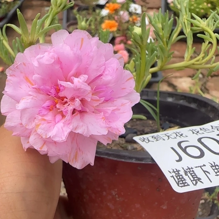 无花朵J603超小苗盆口10cm