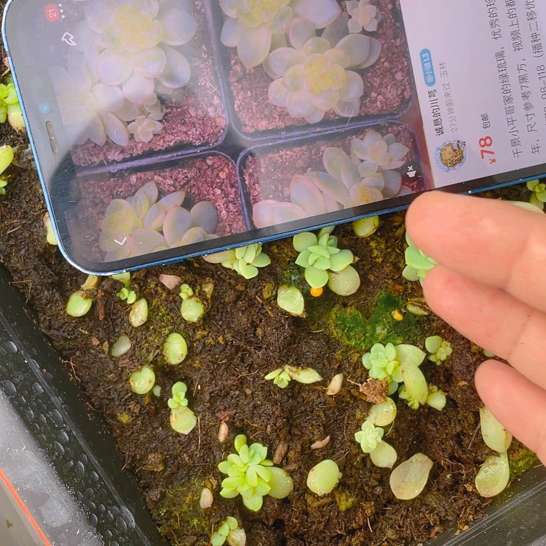 绿珍妮芝麻苗一个满25包邮