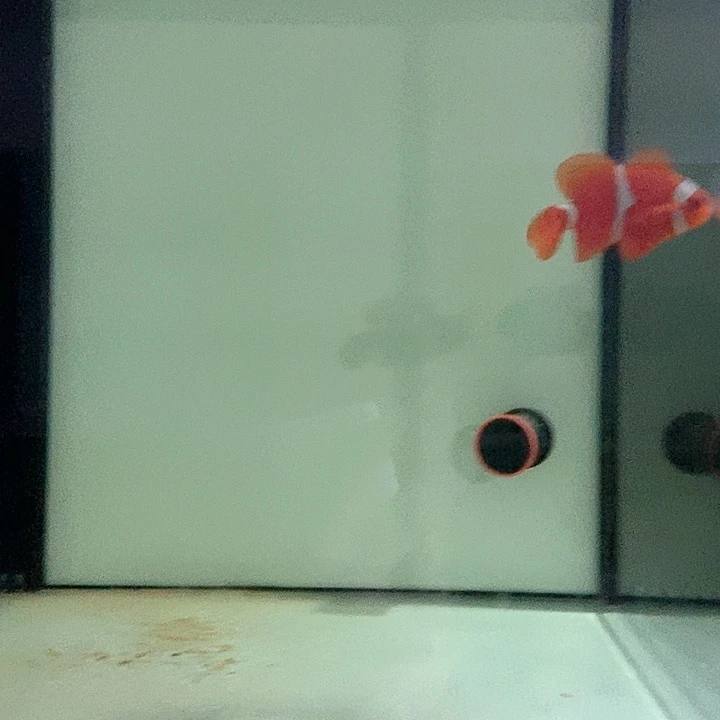 海水海水观赏鱼透红一条秒颗粒