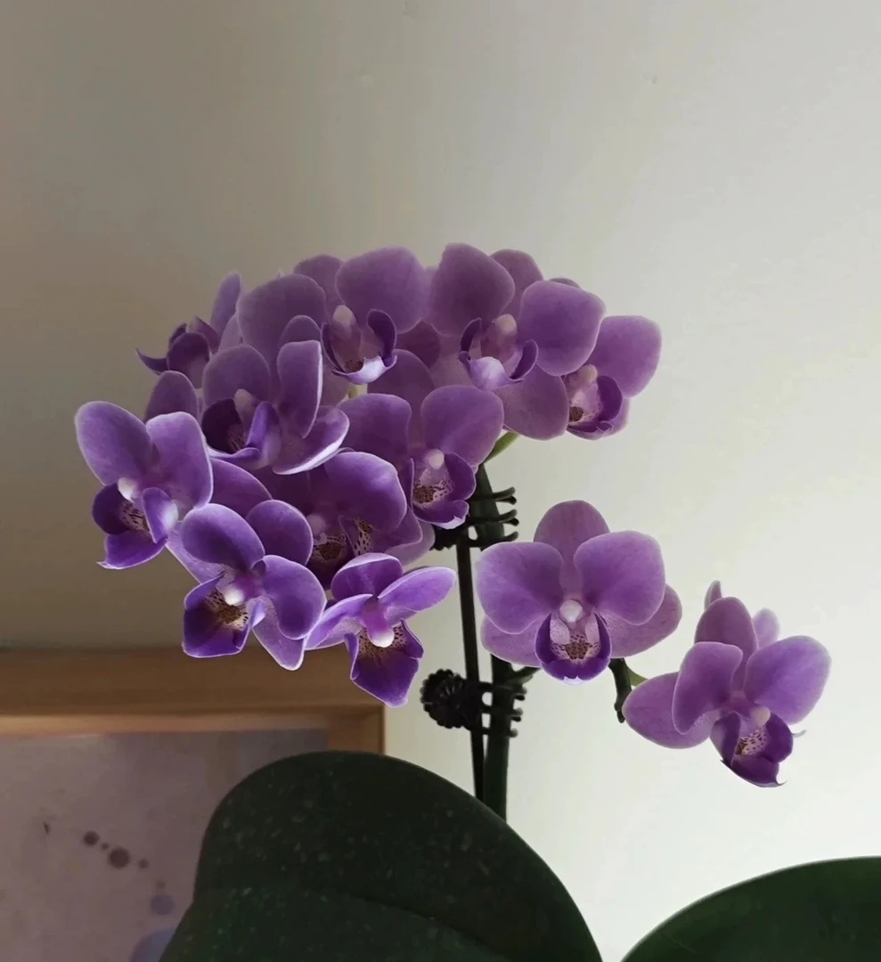 【欧洲小蓝】3.0寸 瑕疵处理 瑕疵处理（满2单包邮）