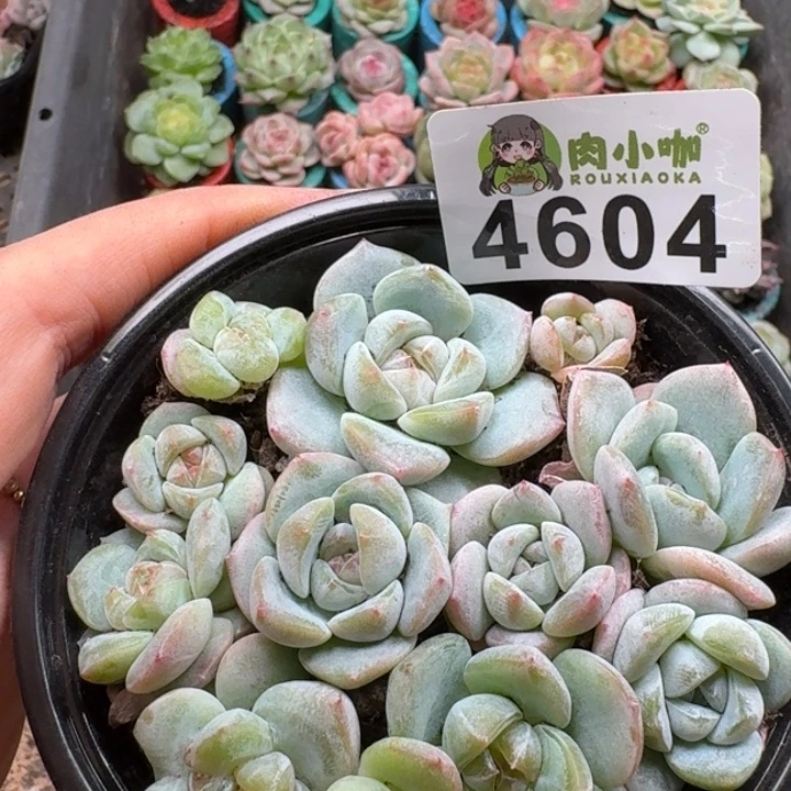 多肉植物多肉植物