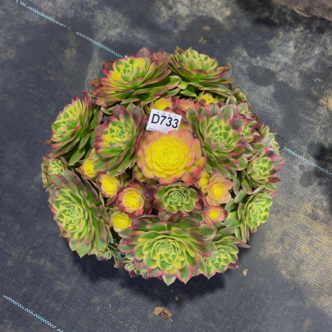 陈***师73300海王福利一颗