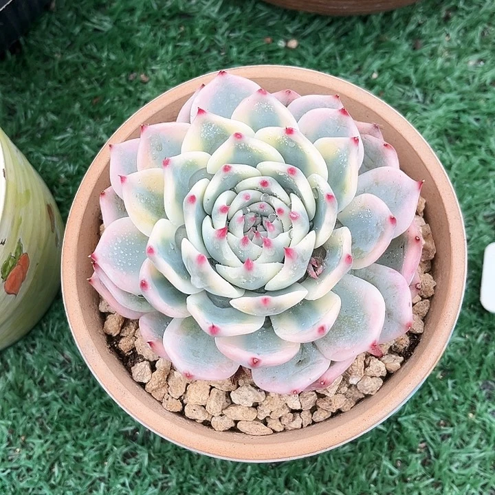 我是第一百个为妖刀应援滴打