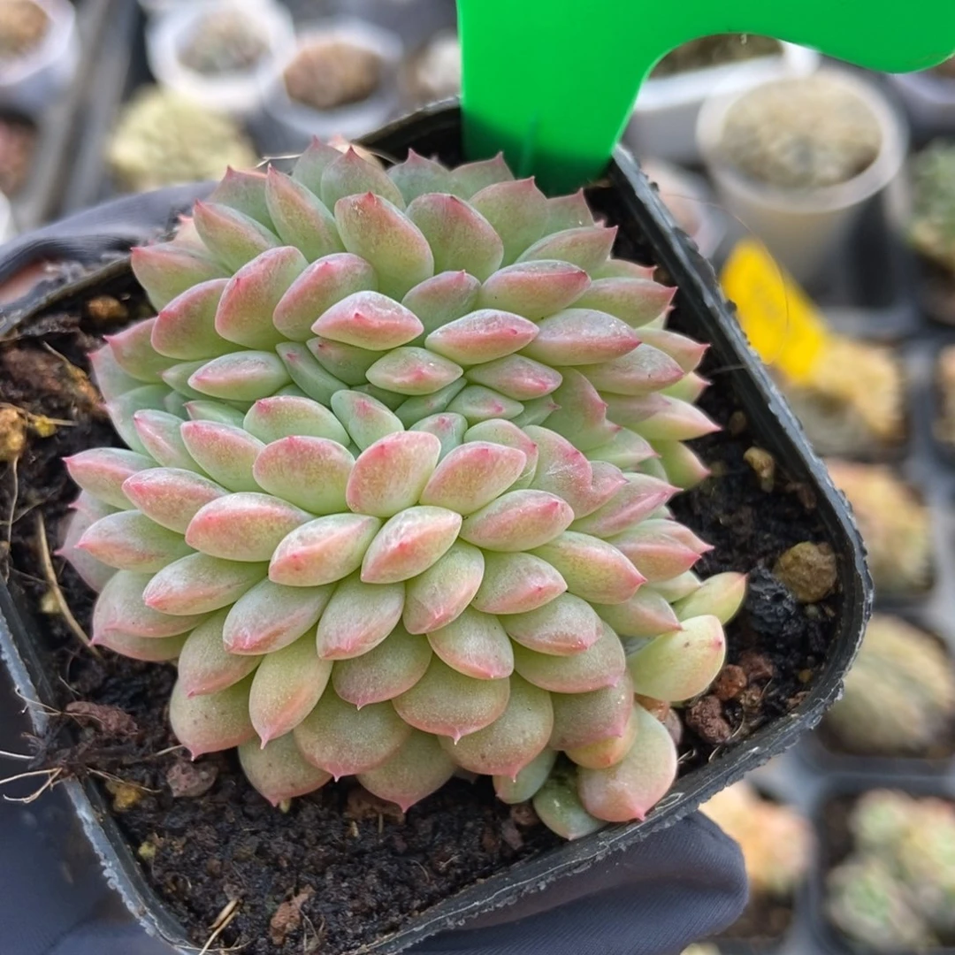 745干冰缀多肉植物保护