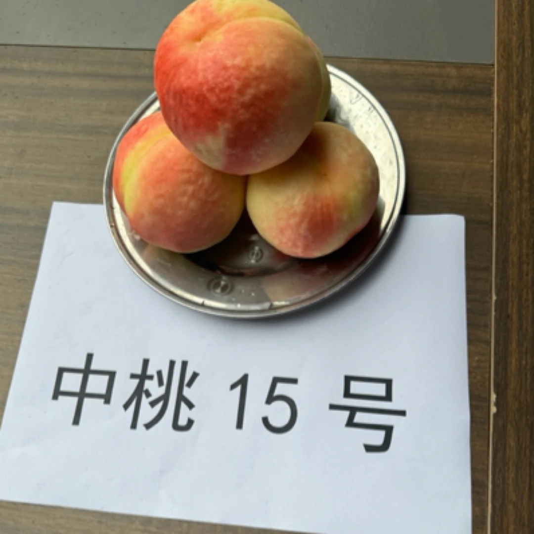 中逃15 六月下旬成熟