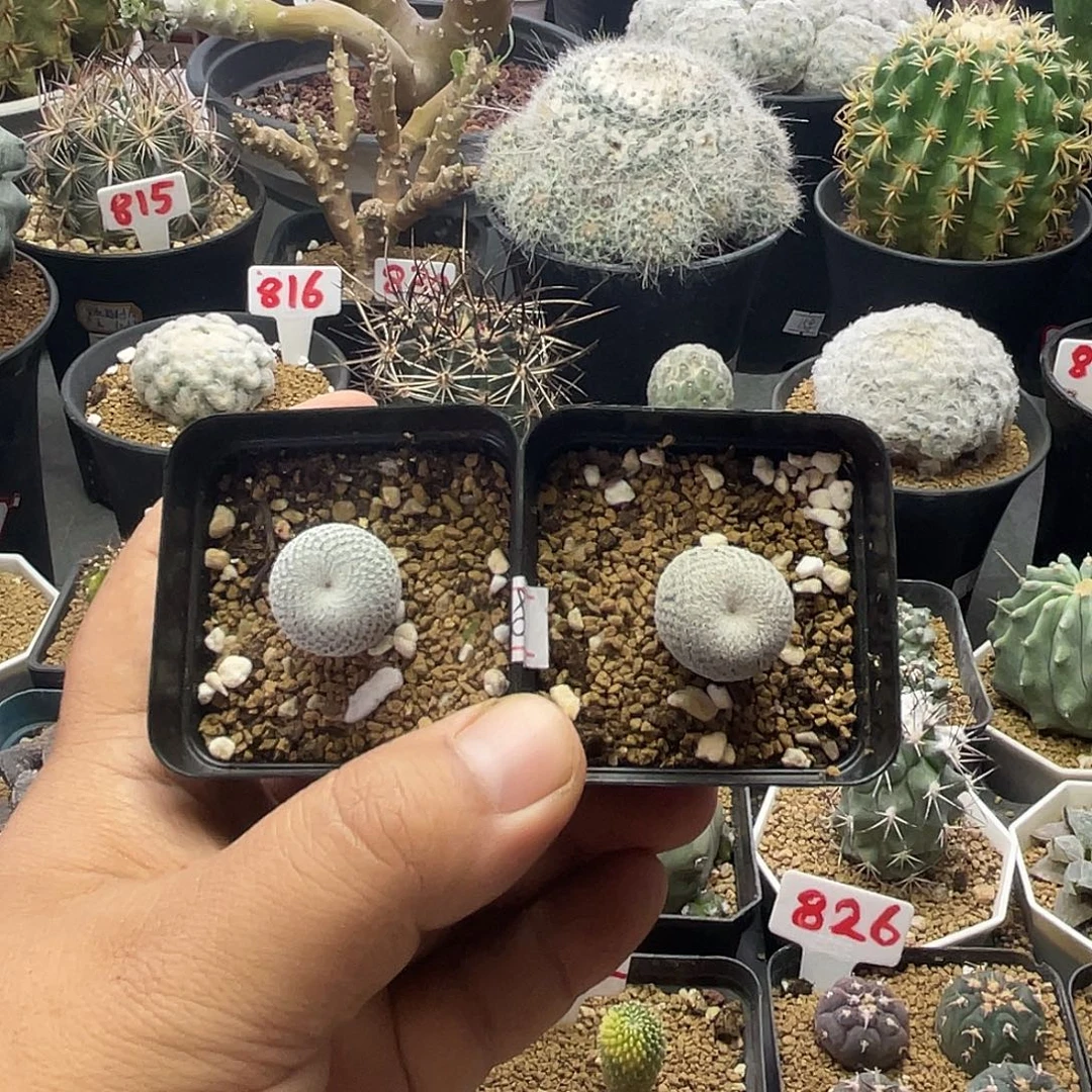 超白伊朗丸2盆 包邮带盆土