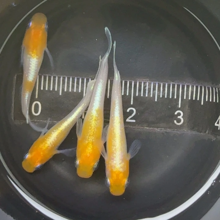 青鳉鱼尾巴湾点，红白赤壁35号