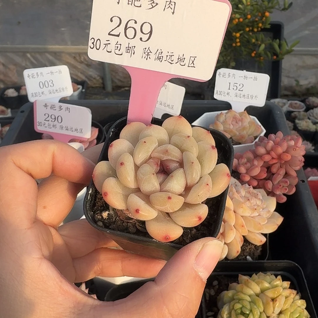 269 多肉脱土 群生不包整 30元包邮除偏远