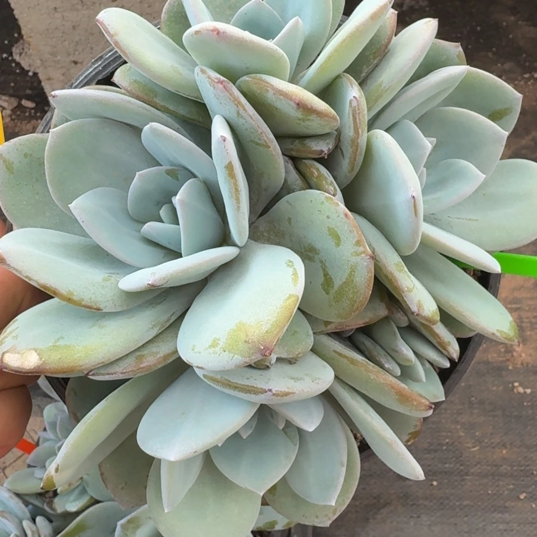 52韩版奶茶6头无砍