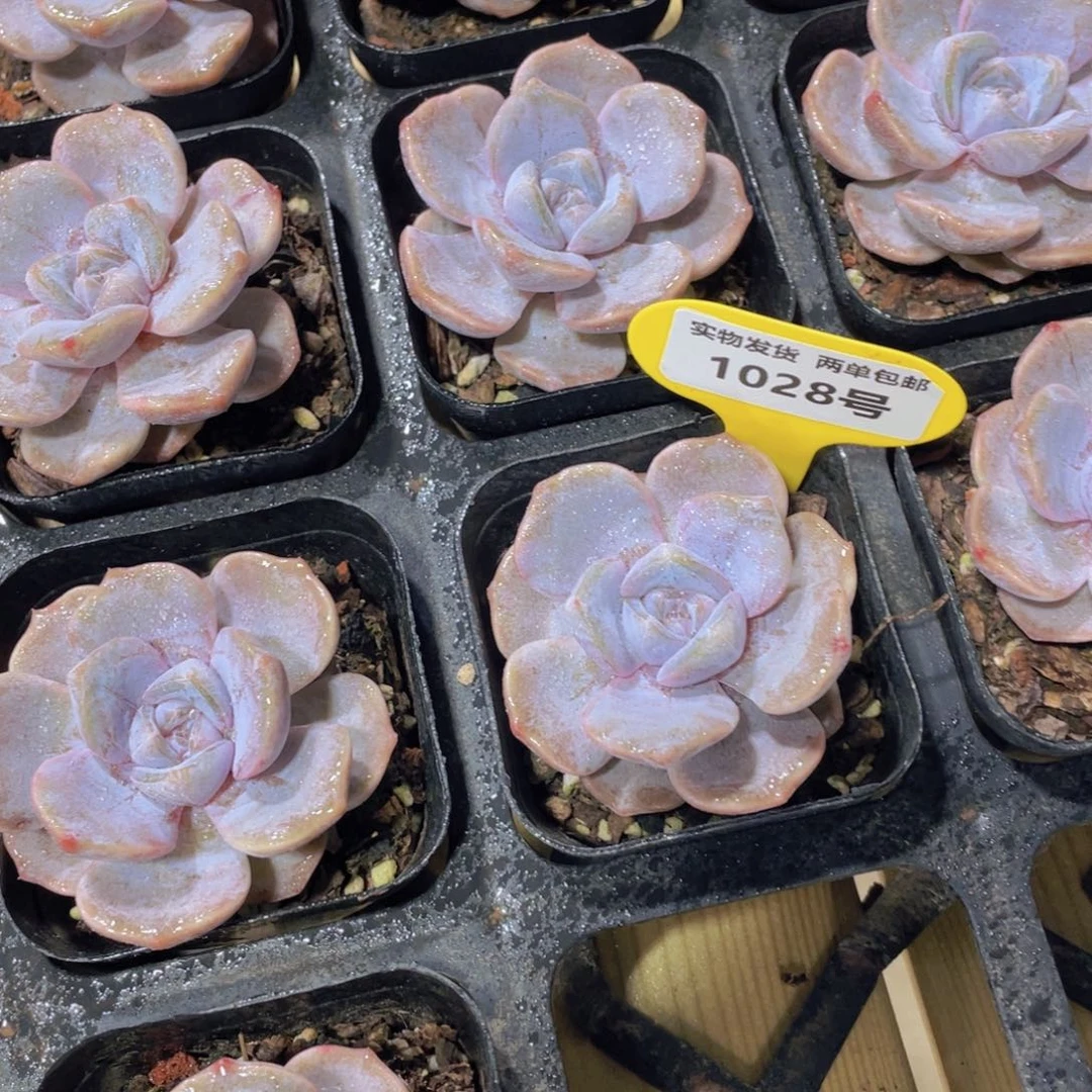 1028号 糖心芋圆啵啵单头一个