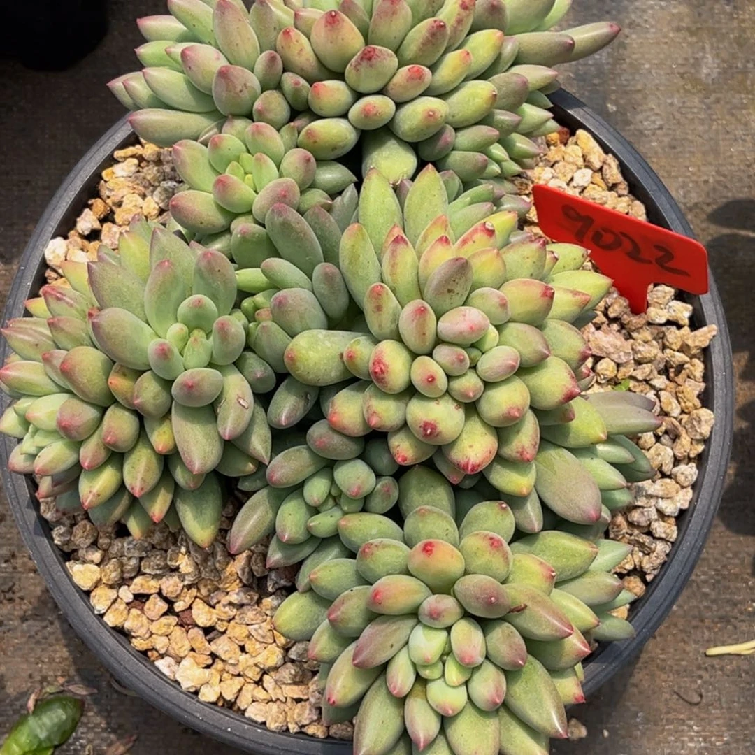 9022号上午多肉植物群生多肉植物群生
