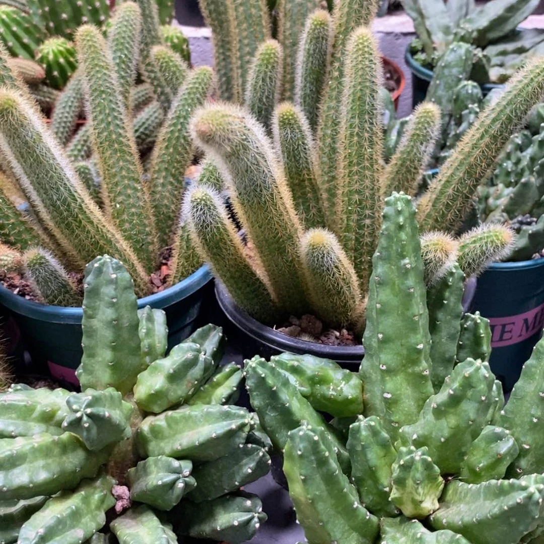 群生红花桃太郎一杯