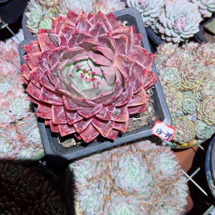 坐****水精品多肉植物老桩