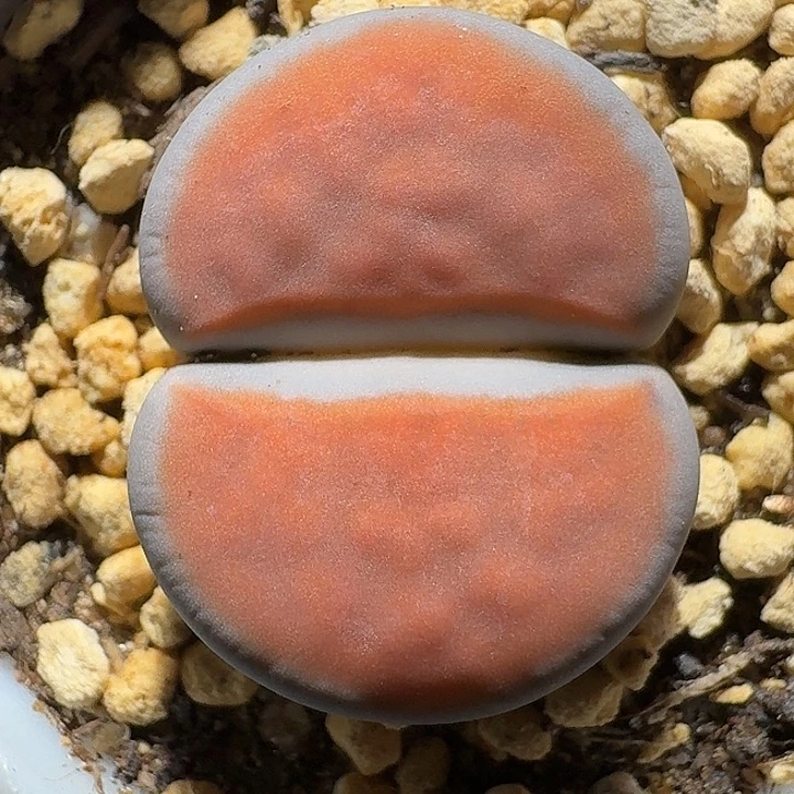 生石花11111。  丝绒质地。  273