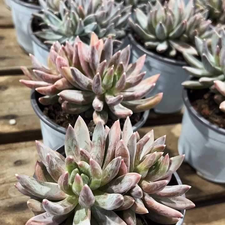 团025 两盆  多头  炫彩星