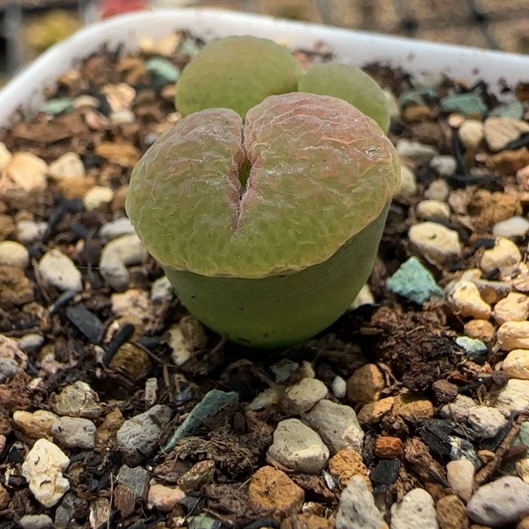 多肉植物磁铁风铃10号