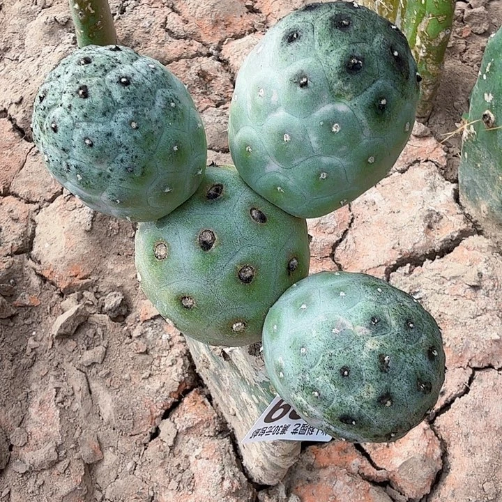 无花朵889大型紫皮无刺习白桐东三