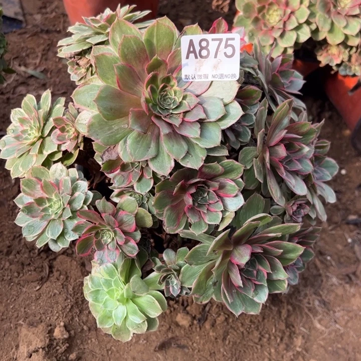 微瑕莲花座多肉植物875.