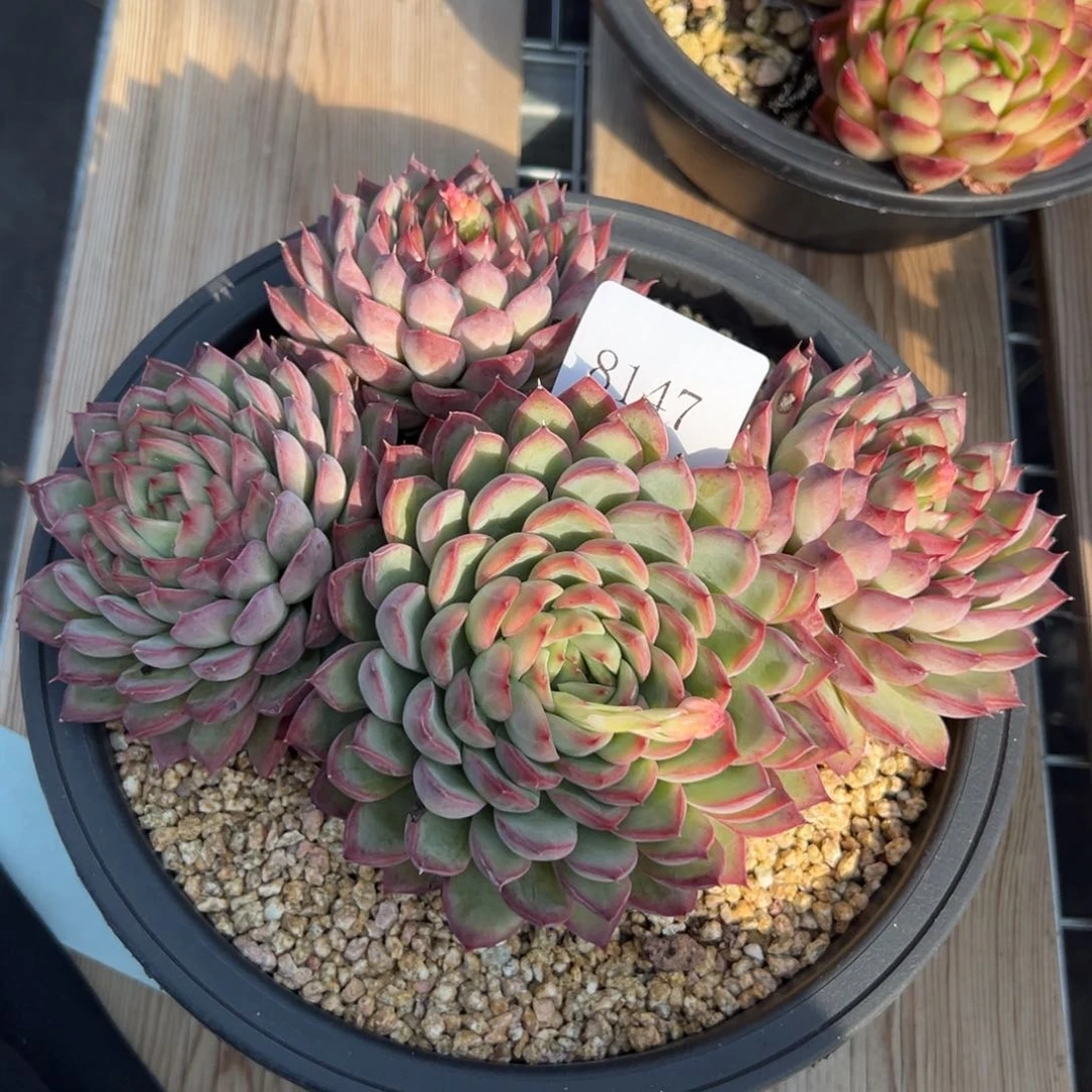 平**士8147多肉多多多多多