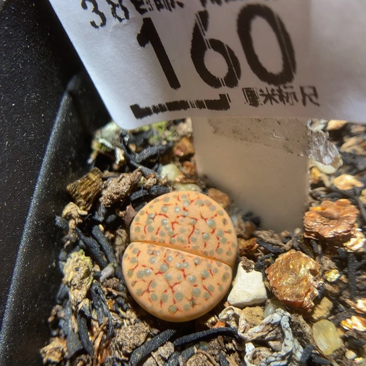 小**鱼Zzz精品人石花160