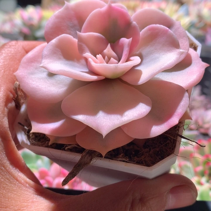 双子座白覆轮锦有根
